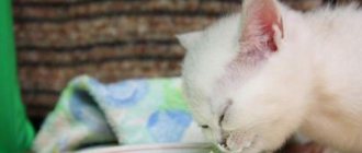 Котенок и сметана