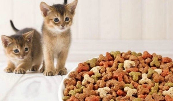 котенок и сухой корм