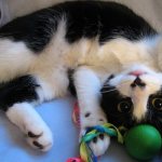 Котенок играет с игрушкой