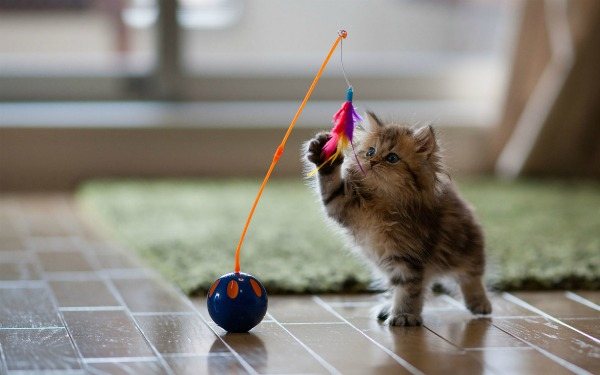 котенок играется с игрушкой