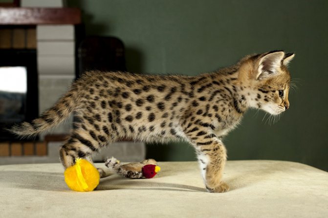Котенок кошки саванна
