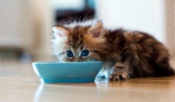 котенок кушает