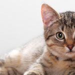 Котенок лежит на полу