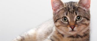 Котенок лежит на полу