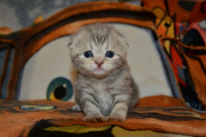 Котенок метиса шотландской вислоухой кошки