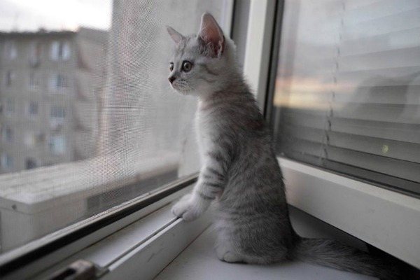 котенок на москитной сетке