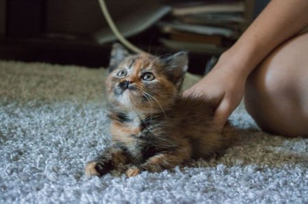 Котенок окраса торти