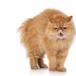 котенок отказывается есть сухой корм что делать