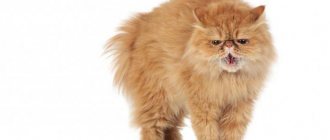 котенок отказывается есть сухой корм что делать