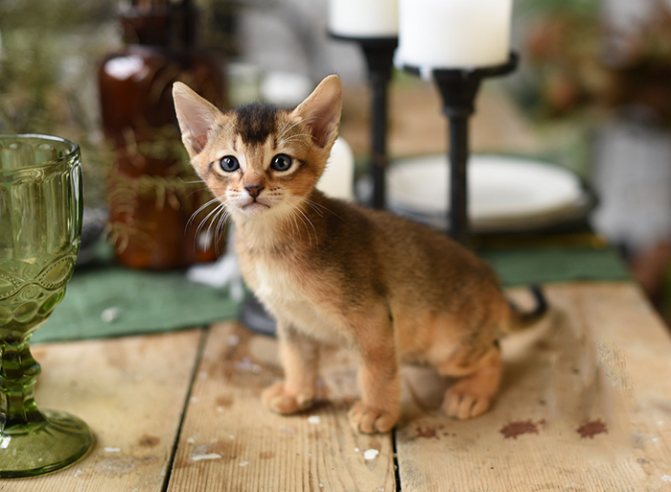 Котенок породы чаузи