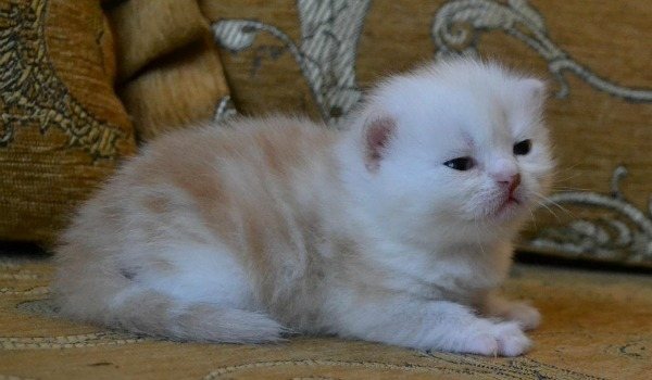 котенок пытается ходить