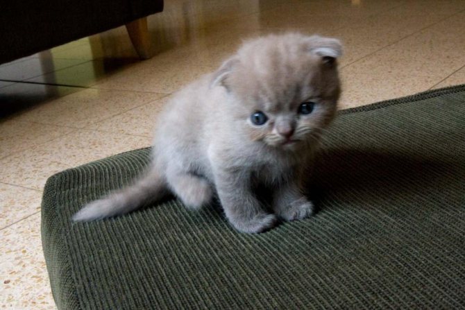 Котенок шотландский вислоухий