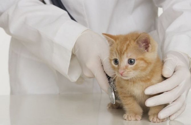 Котенок у ветеринара