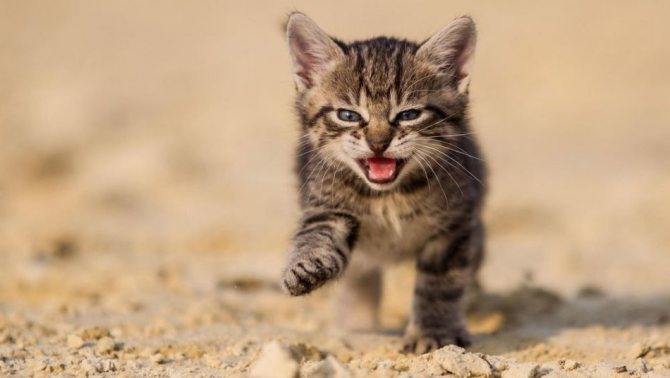 Котенок устал