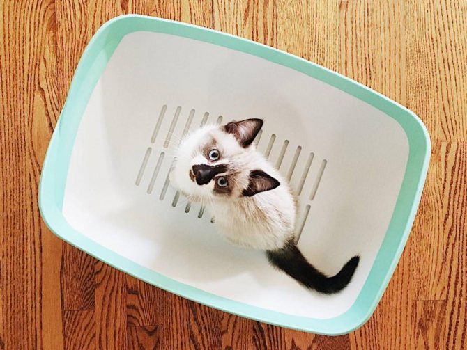 Котенок в лотке