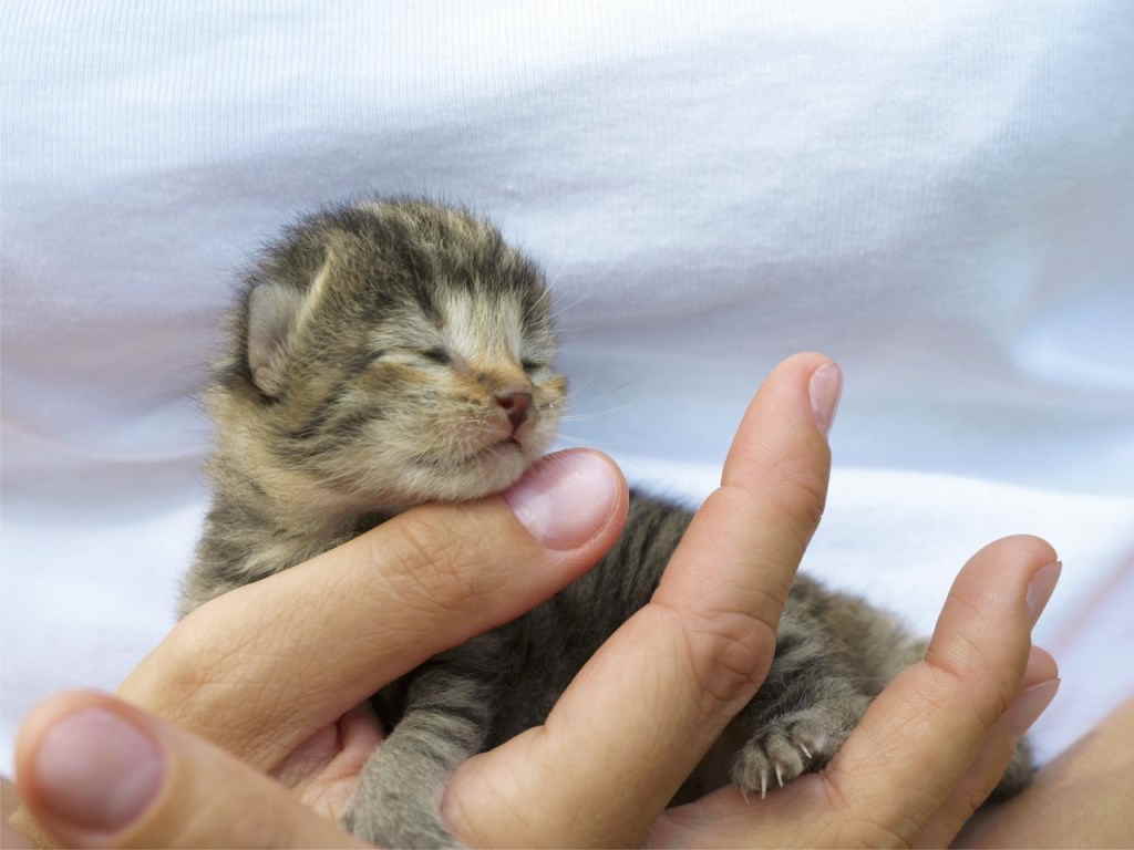 Котенок в руке