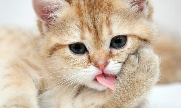 котенок