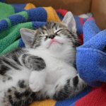 котёнок