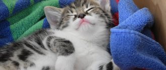 котёнок