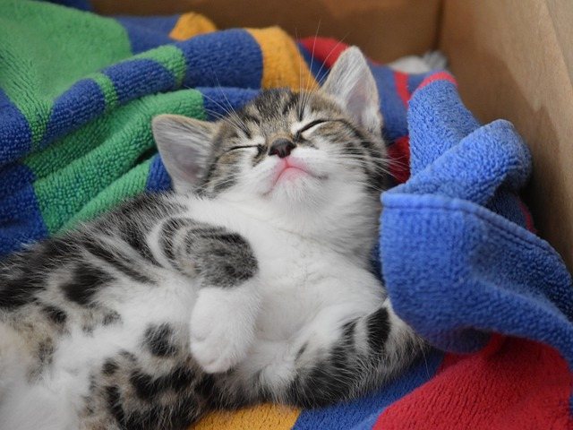 котёнок