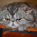 Котик обиделся
