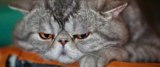 Котик обиделся