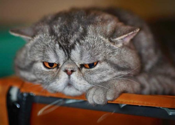 Котик обиделся