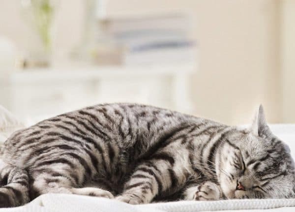 Котик умирает
