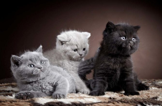 Котик