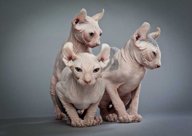 Коты которые не линяют и не пахнут