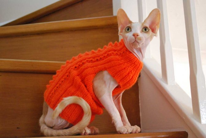 Коты которые не линяют