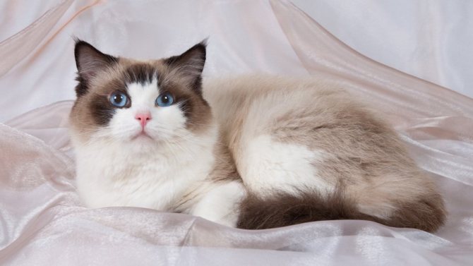 Коты породы рэгдолл отличаются удивительно покладистым характером