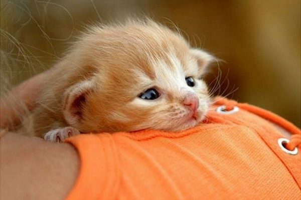 Котят не стоит брать на руки слишком рано