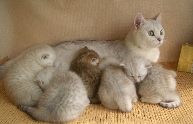 'Котята, родившиеся от зараженной глистами матери, неизбежно получают их 