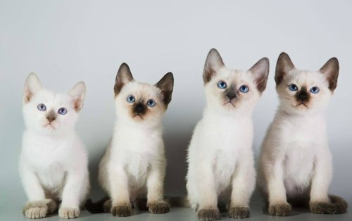 Котята
