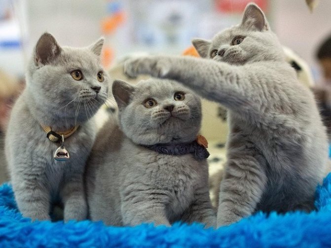 котята