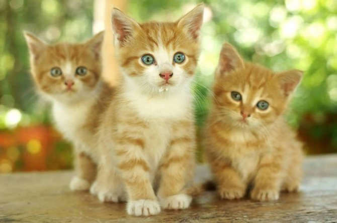 Котята