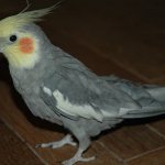 Красивый корелла