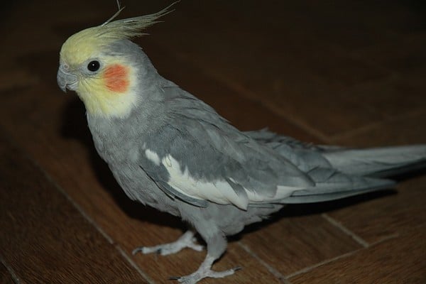 Красивый корелла
