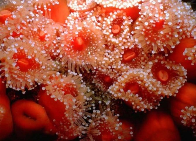 красные водоросли