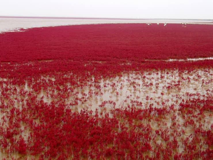 красные водоросли