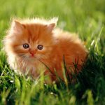 Красный котенок