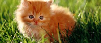 Красный котенок