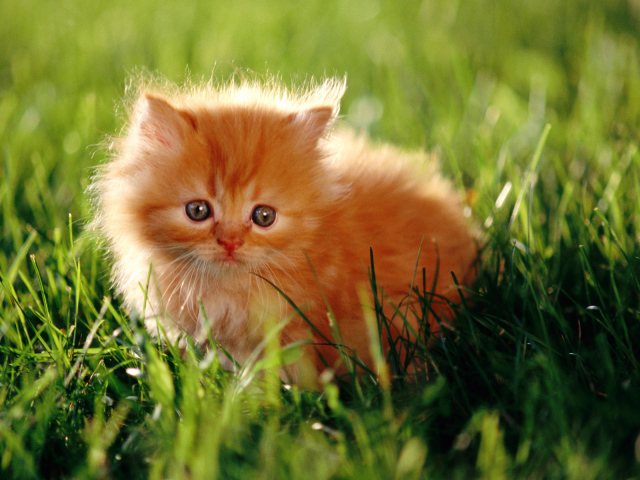 Красный котенок