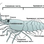 Креветка аквариумная