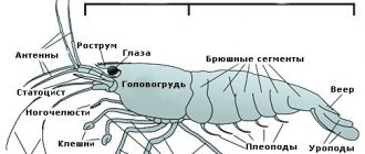 Креветка аквариумная