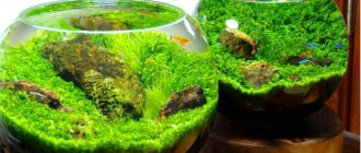 Круглый аквариум для рыбок фото. Каких рыбок можно держать в круглом аквариуме