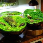 Круглый аквариум для рыбок фото. Каких рыбок можно держать в круглом аквариуме