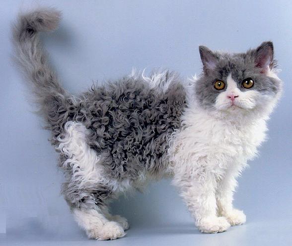 Кудрявые кошки