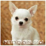 Купание собак чихуахуа: как правильно мыть, частота купания собаки, чт необходимо.
